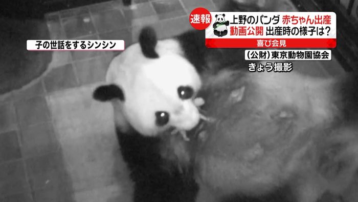シンシン出産、映像公開 上野動物園が会見
