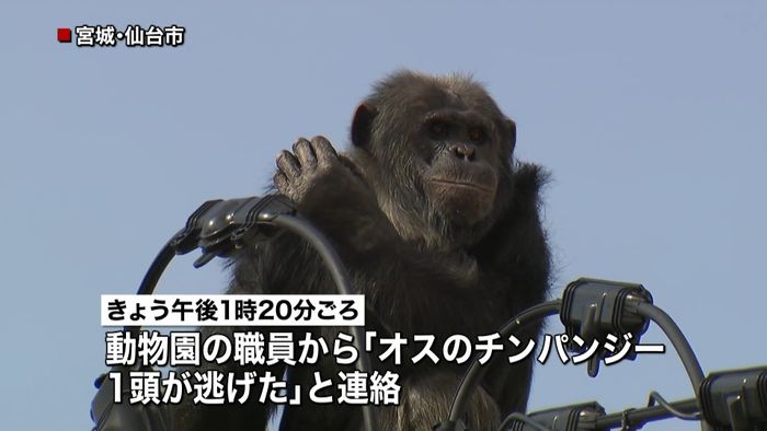 動物園のチンパンジー脱走 2時間後に捕獲