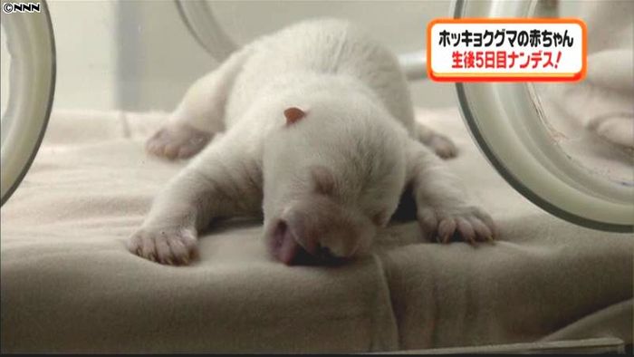 ホッキョクグマの赤ちゃん誕生♪ 白浜町