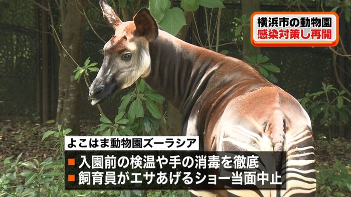 「ズーラシア」3か月半ぶり再開 横浜市