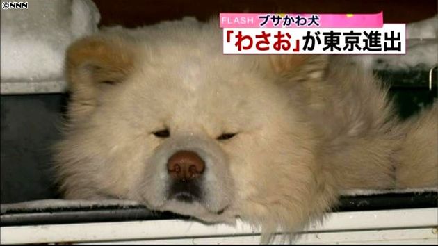 青森の ぶさかわ犬 わさお 東京に進出