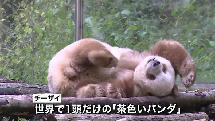 世界で一頭だけ、白×黒じゃないパンダ