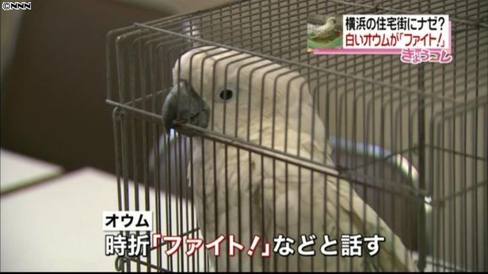 住宅街で真っ白なオウム見つかる 横浜市