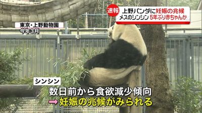 上野動物園パンダ シンシンに妊娠の兆候