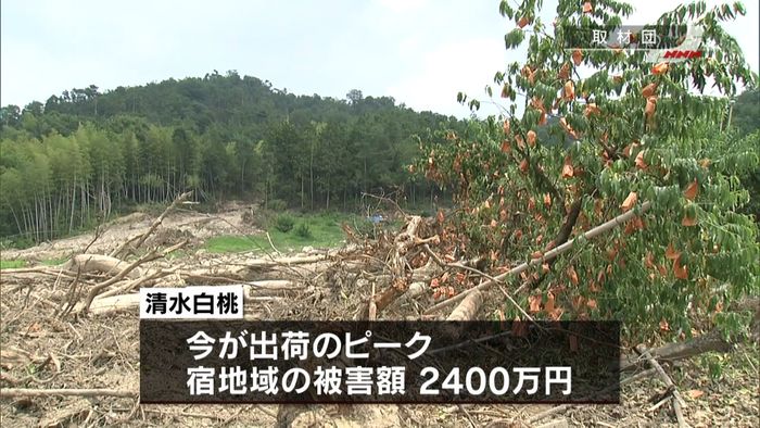 西日本豪雨　岡山特産の桃にも大きな被害