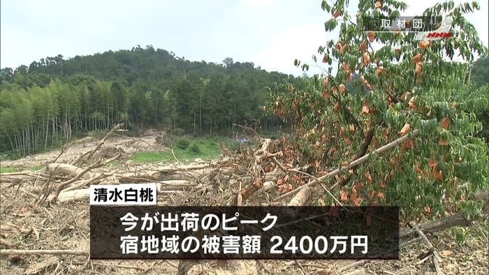 西日本豪雨 岡山特産の桃にも大きな被害