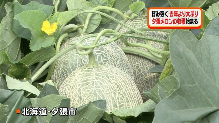 甘み強く大ぶりに 夕張メロン収穫始まる