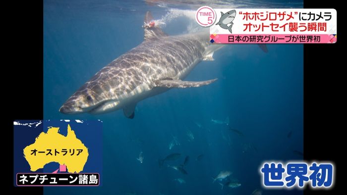 世界初映像 ホホジロザメがオットセイを…