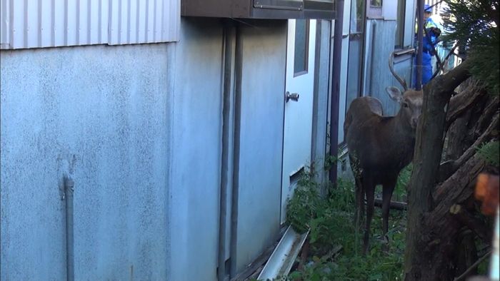 未明の住宅街に出没のシカ捕獲 静岡市