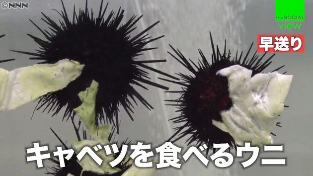 大量発生のウニ 廃棄野菜で 絶品 に変身 大量発生のウニ 廃棄野菜で 絶品 に変身