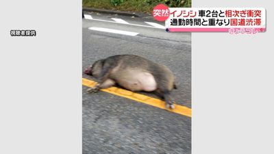 イノシシが車2台と相次ぎ衝突 砺波市 イノシシが車2台と相次ぎ衝突 砺波市