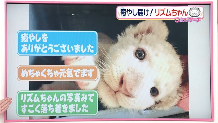 被災地に届け!動物の赤ちゃんの“癒やし”