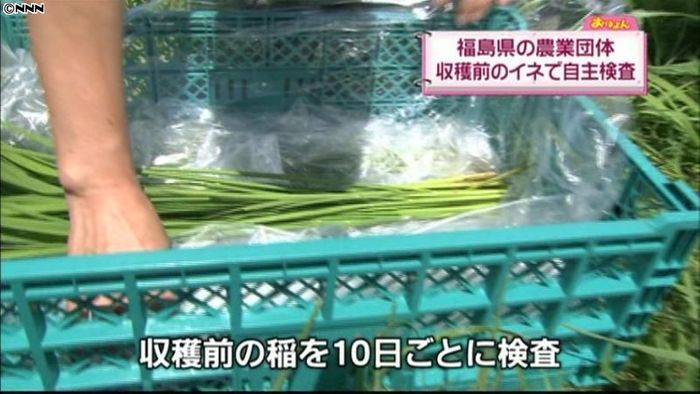福島の農業団体、収穫前の稲で自主検査開始