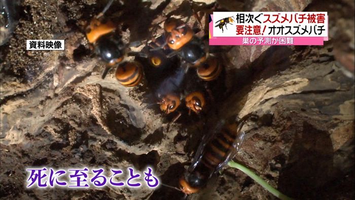 児童らスズメバチ被害…凶暴“オオ”に注意