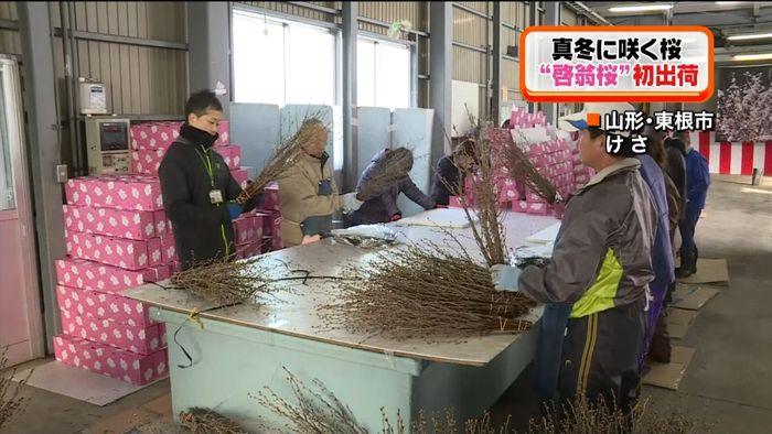 「啓翁桜」出荷シーズン迎える 東根市