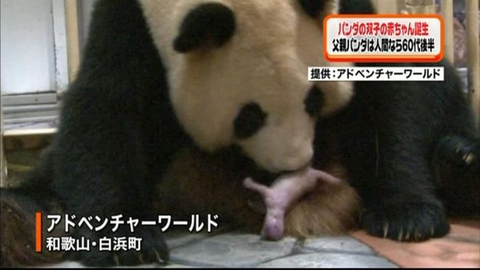 ジャイアントパンダの双子が誕生 白浜町