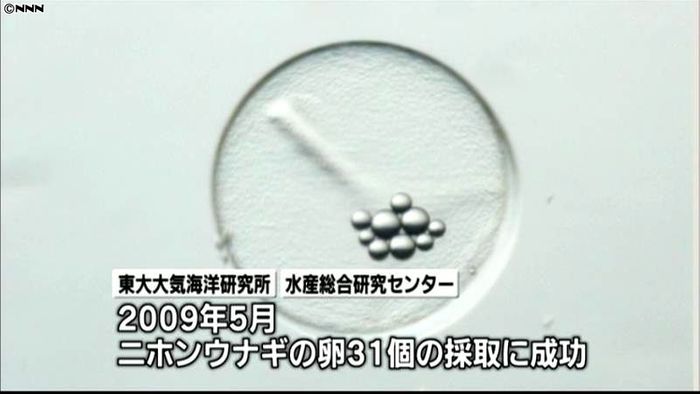 世界初の発見、太平洋で天然ウナギの卵採取