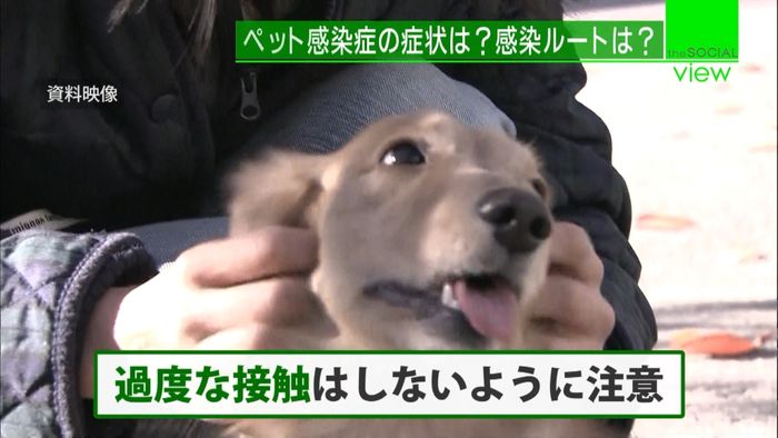 ペットから感染…“ウルセランス”症状は?