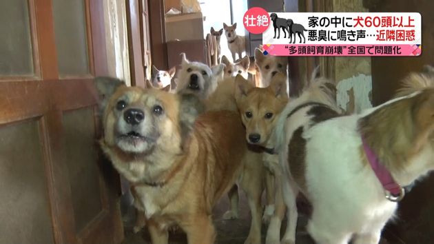 家崩壊 犬60頭超 多頭飼育 の壮絶現場 家崩壊 犬60頭超 多頭飼育 の壮絶現場