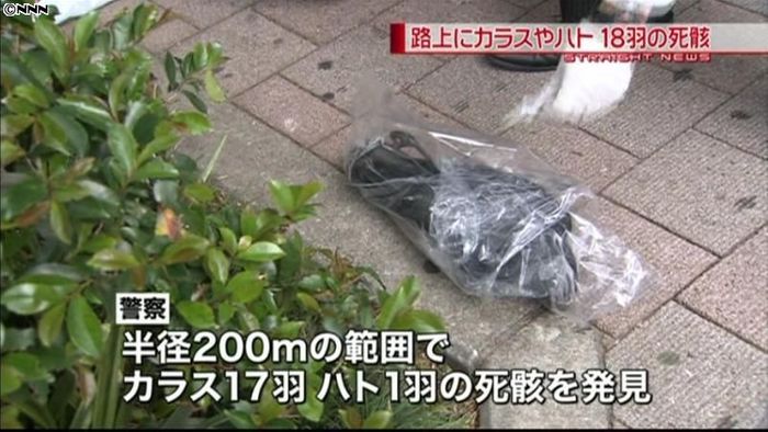 横浜市でカラス、ハト大量死 インフル調査