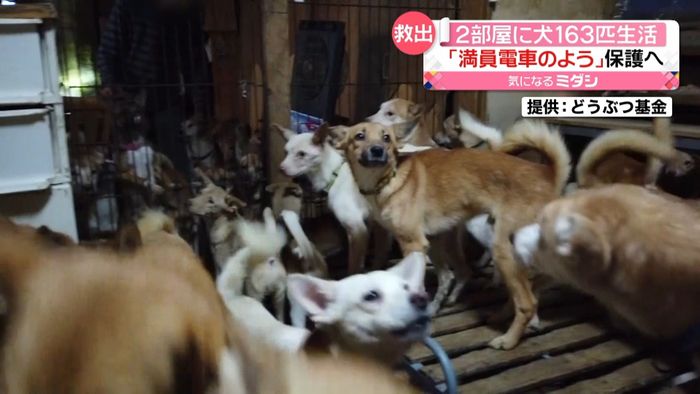2部屋に犬163匹生活“満員電車”保護へ