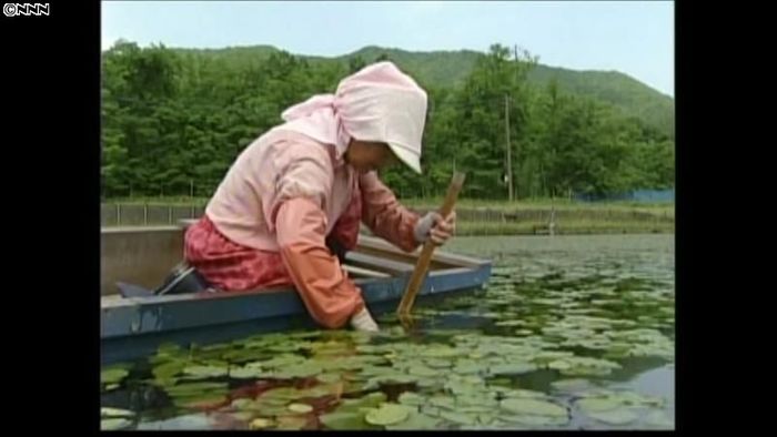 ジュンサイ摘み取り最盛期 北海道・遠軽町