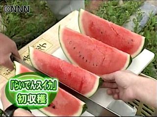「らいでんスイカ」収穫始まる 北海道
