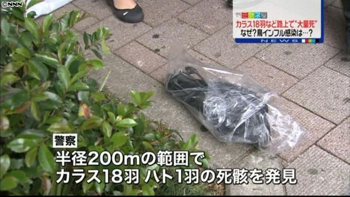 路上にカラスなどの死骸 横浜市が調査へ
