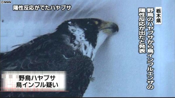 野鳥のハヤブサから鳥インフル陽性反応