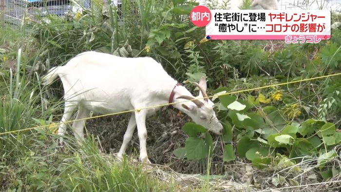 “特命”担った「ヤギレンジャー」 多摩