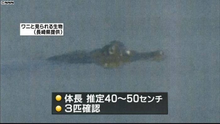 諫早湾の調整池にワニ?調査を開始 長崎