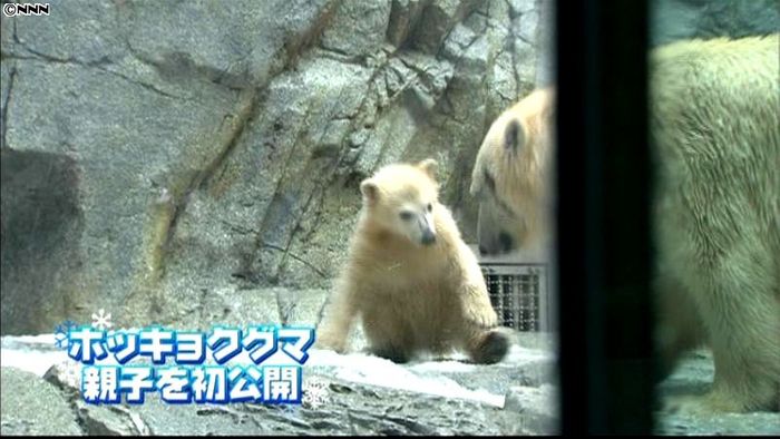 ホッキョクグマの子ども初公開 秋田・男鹿