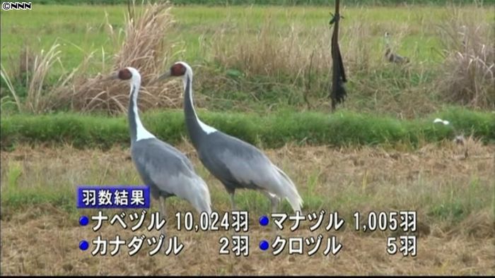 出水平野で15年連続「万羽鶴」を確認