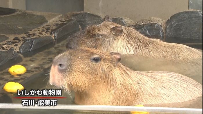 湯加減いかが?カピバラにゆず湯プレゼント