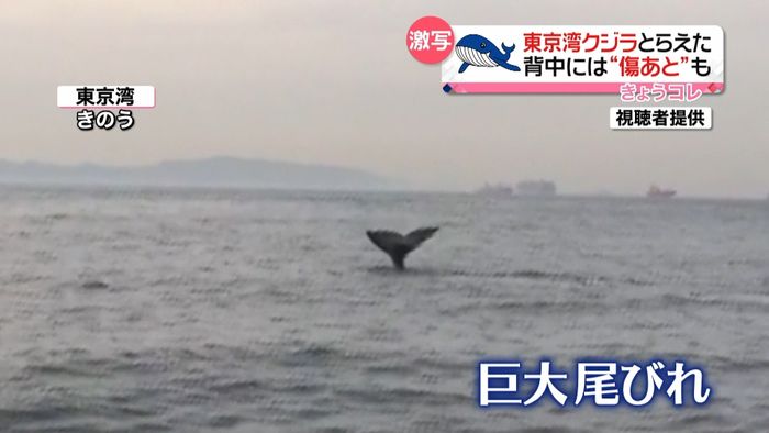 東京湾で目撃相次ぐクジラ カメラが捉えた