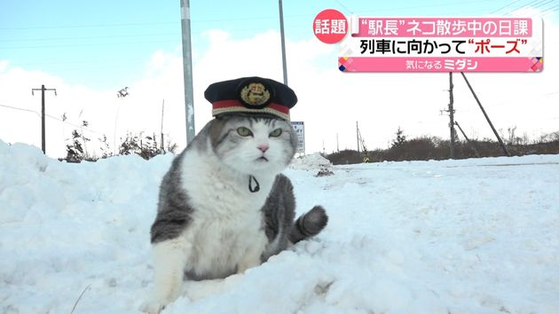 駅長 ネコ 線路沿い散歩中の日課は