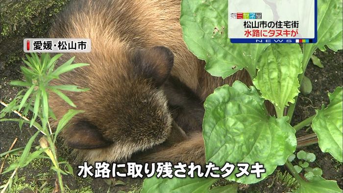 水路で縮こまるタヌキ…救出作戦決行!
