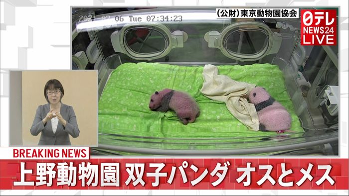 上野動物園双子赤ちゃんパンダ　オスとメス