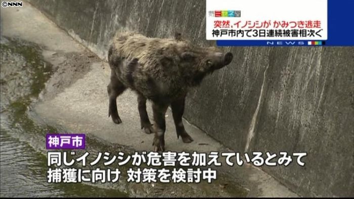 神戸市でイノシシにかまれる被害相次ぐ
