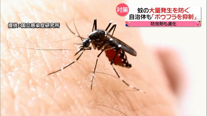 【専門家に聞く】「蚊の大量繁殖」防ぐには？　夏を前に…蚊の発生源をチェック