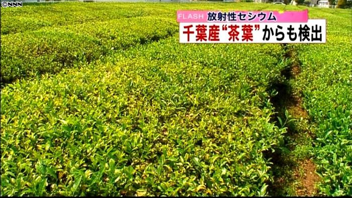 千葉県2市町、茶葉から規制値超のセシウム