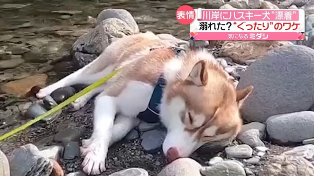 川岸に 漂着 ぐったり眠るハスキー犬 川岸に 漂着 ぐったり眠るハスキー犬