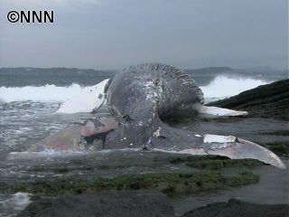 海岸にザトウクジラが打ち上げられる 千葉