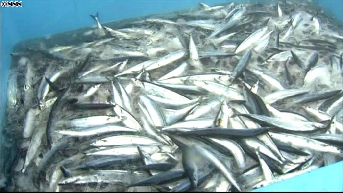 「秋の味覚」到来、被災地にサンマ初水揚げ