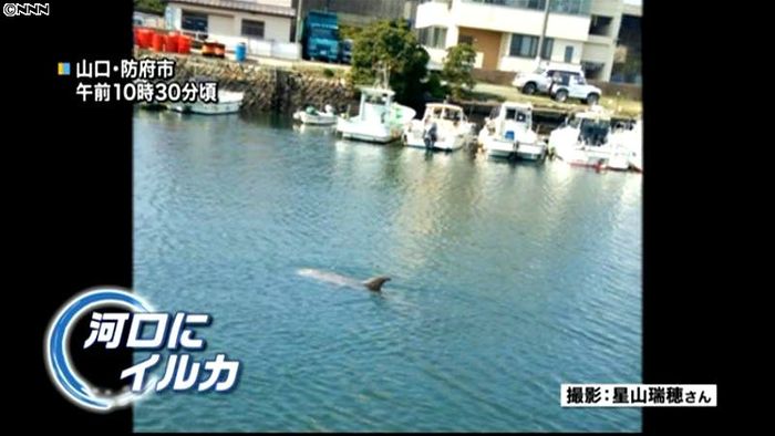 山口・防府市の河口で“初”のイルカ