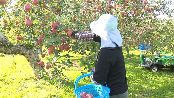 りんご園でふじの収穫始まる　青森・弘前市