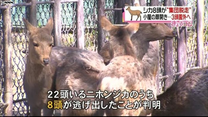 シカ８頭が“集団脱走”　熊本市動植物園