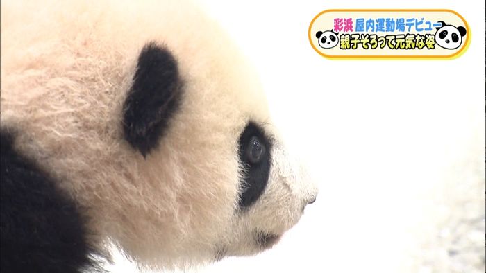 赤ちゃんパンダの彩浜 屋内運動場デビュー