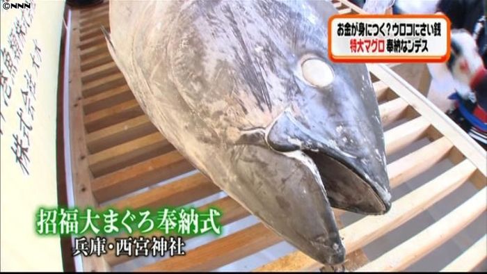 十日えびすを前に…特大マグロ奉納 兵庫