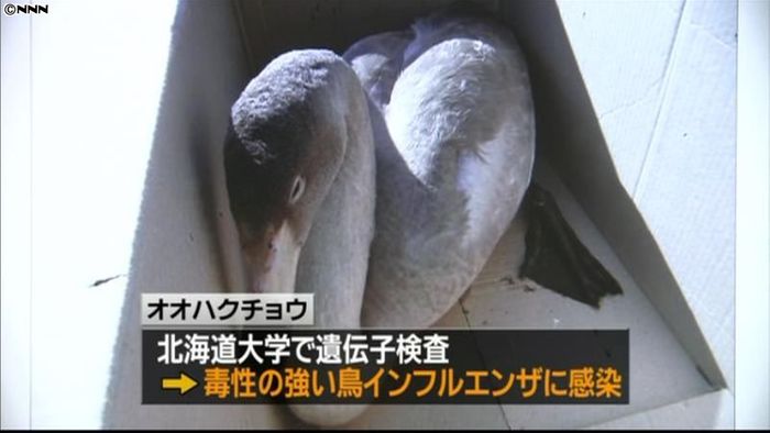 オオハクチョウから鳥インフル 北海道